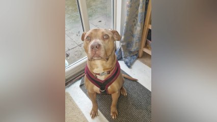 New families for four XL Bully type dogs - LiverpoolWorld Headlines