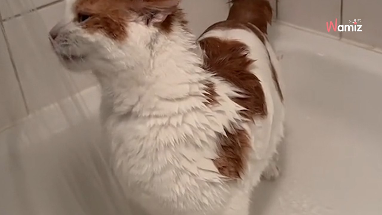 Une femme adopte un chat âgé : elle est sans voix quand elle découvre son étrange passion