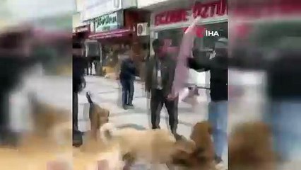 Başıboş köpekler kavga etti, Cuma namazı kılan cemaatin arasına daldı