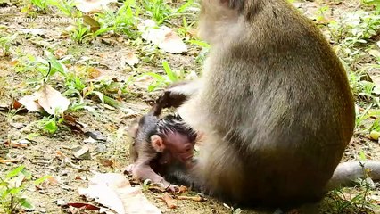 Breaking heart! New baby Arian crying so loudly because mom hurting him - Arian tortured by mom