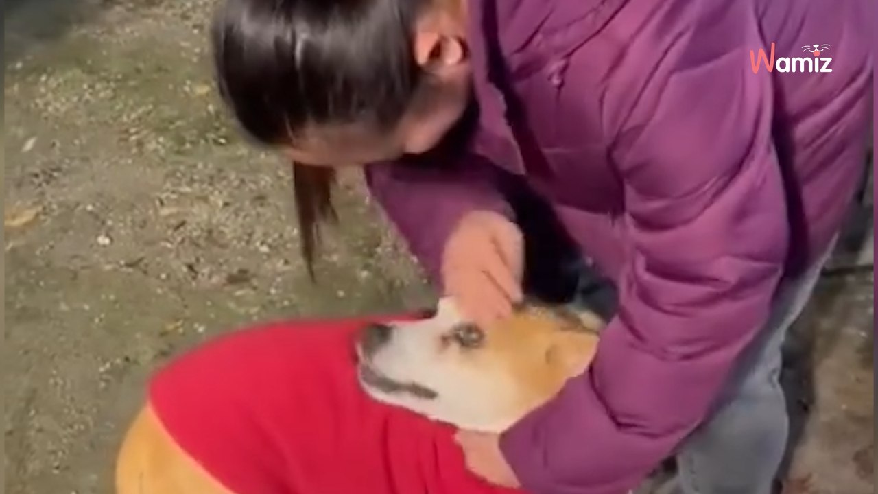 Maltraité pendant son enfance, ce chien reçoit 10 ans après la nouvelle qu'il attendait de tout son cœur (vidéo)
