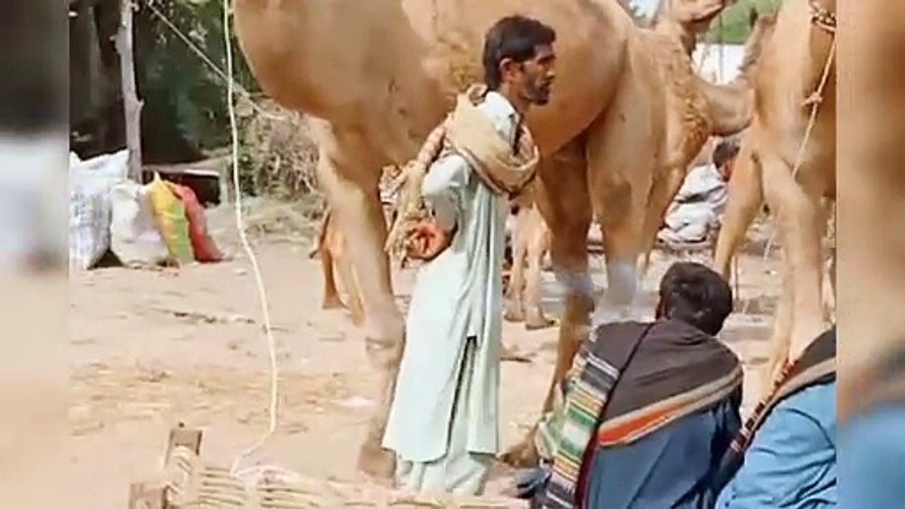 Desert camel in Village