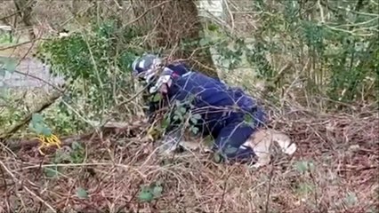Watch as deer is rescued by RSPCA in Horsham