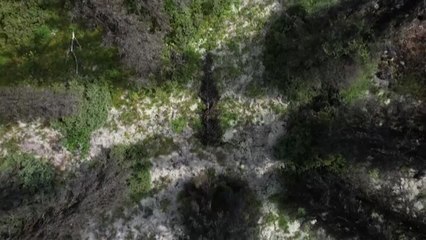 Impacto de la tala en el bosque boreal de Canadá