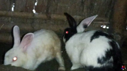 Mother rabbit digging to find babies