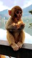 Funny Moments Mankey Video, Bandar Video, New Mankey Video, New Animal Video,Indan Animals #Animals#Funnymankey