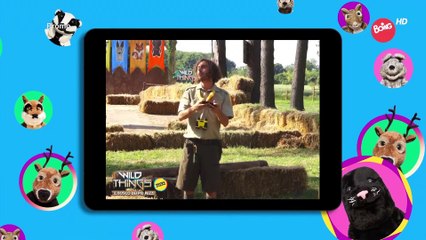 Boing (Italy) - Morning Continuity (14th October 2023)