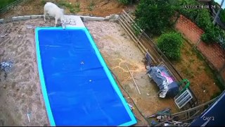 Boi foge do pasto para dar mergulho em piscina do ‘vizinho’, em Santa Catarina