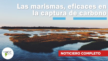Las marismas, eficaces en la captura de carbono | 620 | 15 al 21 de enero de 2024