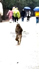 Funny Mankey Dance, Trending Video, Viral Videos, Animals Video#Funnyanimals#Indananimals#Mankeyfight