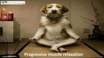 Progressive Muscle Relaxation: A Journey to Inner Calm