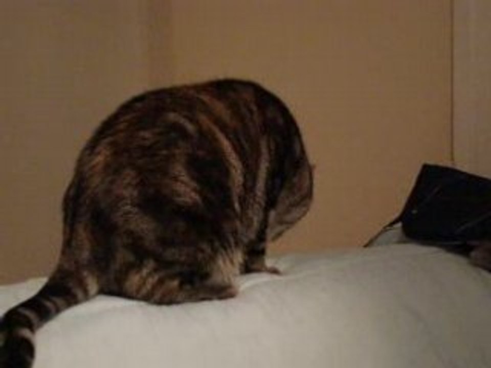 MOV00295