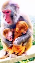 Bandar Funny Dance,Bandar Video, Langoor Viral Video, New Animal's Video,#Animalsvideo#Mankeyvideo#Bandar