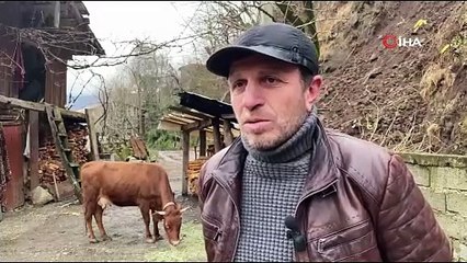 Türkiye-Gürcistan sınırında inek alarmı!