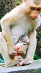 Ma Mankey Baby Cat, Funny Mankey, Mankey Dance Video,Indan Animals #Animalsvideo#Mankeyvideo#Viralvideo