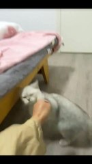 Cute Pets pets #cutepets
