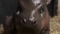 Take a look at this ADORABLE baby hippo