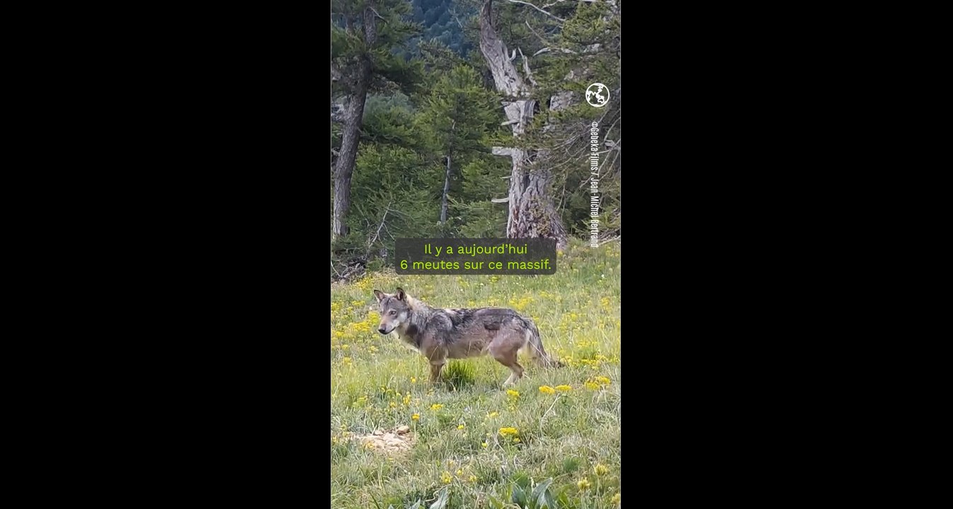 "Vivre avec les loups" la bande-annonce du film de Jean-Michel Bertrand