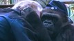 Gorilla Shares Special Moment With Lifelong Friend