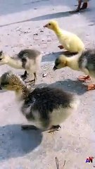 Cute baby duck walking with mother | Animals and beautiful nature |