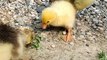 baby ducklings eating grass | Animals and beautiful nature |