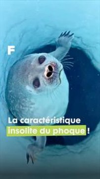 Le phoque et ses petites narines automatiques pour la plongée !