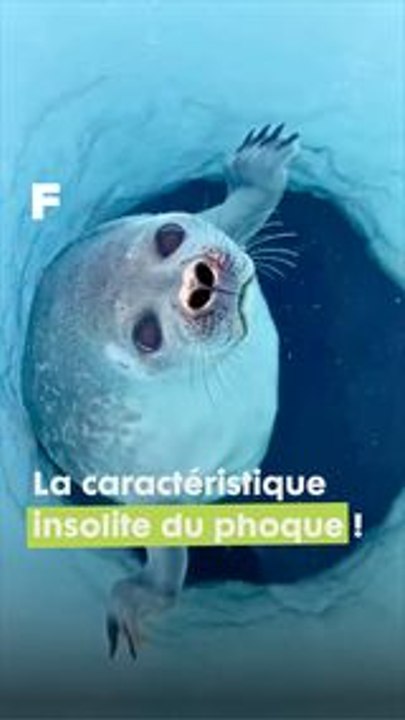 Le phoque et ses petites narines automatiques pour la plongée !