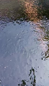 Tebar bibit lele ukuran 1-2cm atau 2-3cm dijual ukuran 5-7cm up itu namanya segmen pendederan