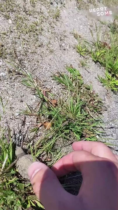 Heartwarming Rescue | Man Saves Baby Turtle from Road Dangers!