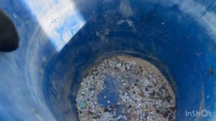 Voluntarios buscan restos de pellets en la playa de Bolonia, en Tarifa.