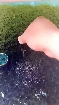 Ganti pakan dari cacing sutera ke pelet, LARVA LELE mati, mungkin ini penyebabnya