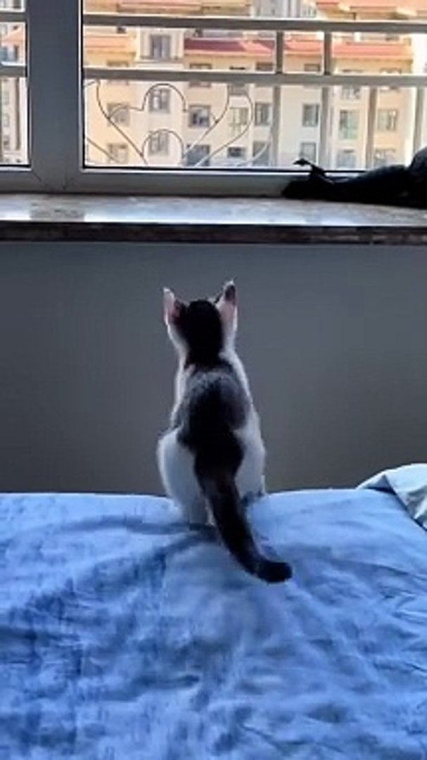 ⁣Cute kittens❤️【30】#shorts #cat #kittens #pets