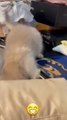 Eğlenceli Kedi Videoları | Doğal Kedi Kumu Sapphire Cat Litter