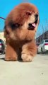 The largest dogs in the world. Tibetan mastiff. Beautiful dog. Amazing animals of planet earth.