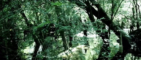 Acorralados 2012 Español Latino ReDoblaje Colombiano - Transit