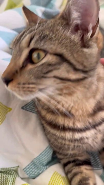 Can anyone translate this cat talk_ #meow