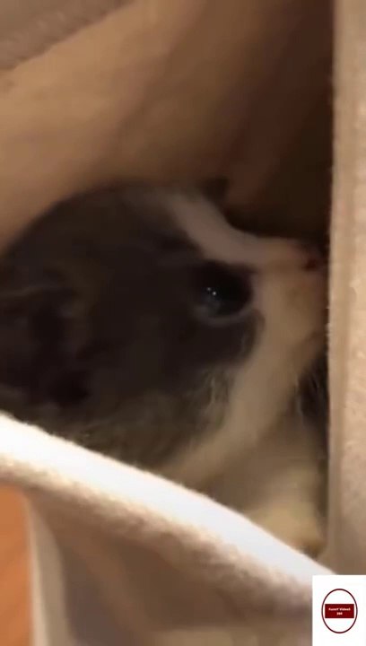Best cat's funny videos