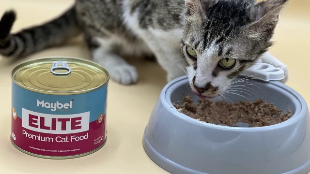 Best Cat food In Pakistan _ All About Maybel Elite Cat food _ Persian Cat food