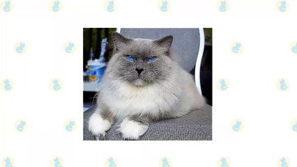 Birman Cat VS. Ragdoll Cat