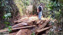 Denúncia leva IAT a localizar desmate ilegal de árvores em extinção na cidade de Ivaté