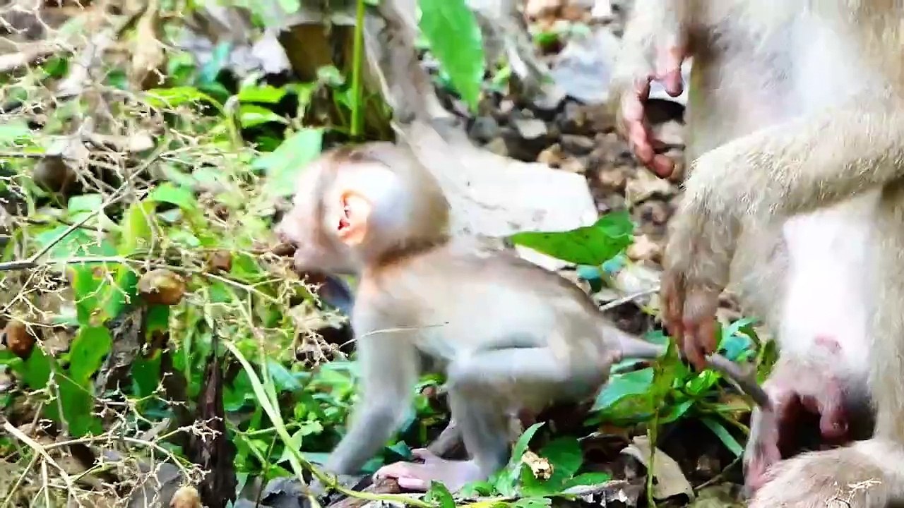 OMG!, big rock roll over body of tiniest baby, mother Moly rapidly to rescue baby Money (720p_25fps_H264-192kbit_AAC)