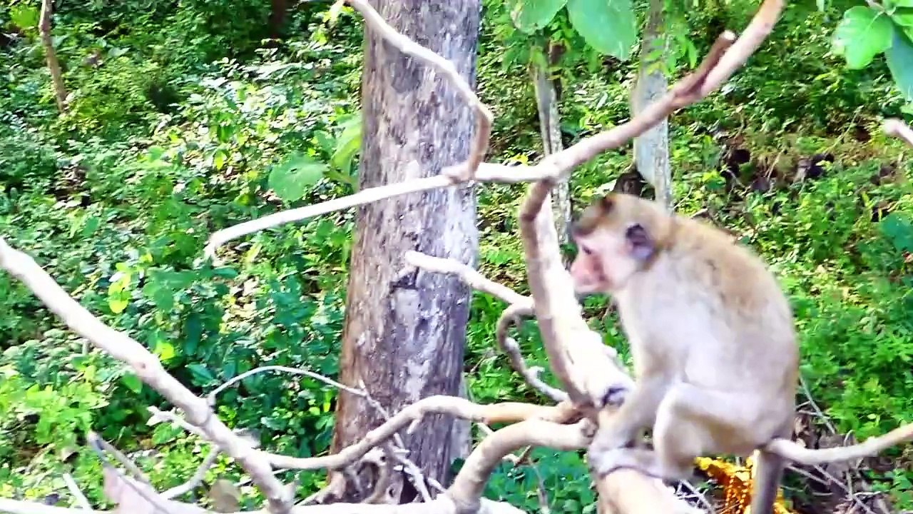 OMG!, Adult Monkey Violates Juvenile Janie, Joanna Mother Try To Rescue Daughter Catching (720p_25fps_H264-192kbit_AAC)
