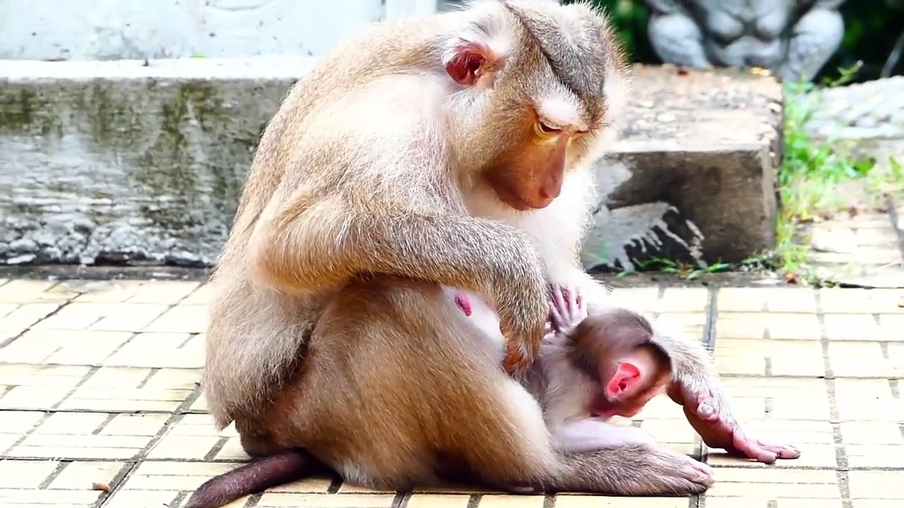 OMG!, million Sad and pity, Molia bite daughter Moly and grandson Money (720p_25fps_H264-192kbit_AAC)