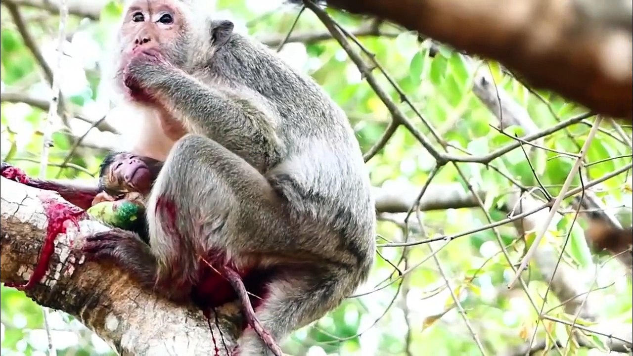 OMG!, newborn baby's face dark, mother monkey Arina just sits and eats placenta with cucumber (720p_25fps_H264-192kbit_AAC)