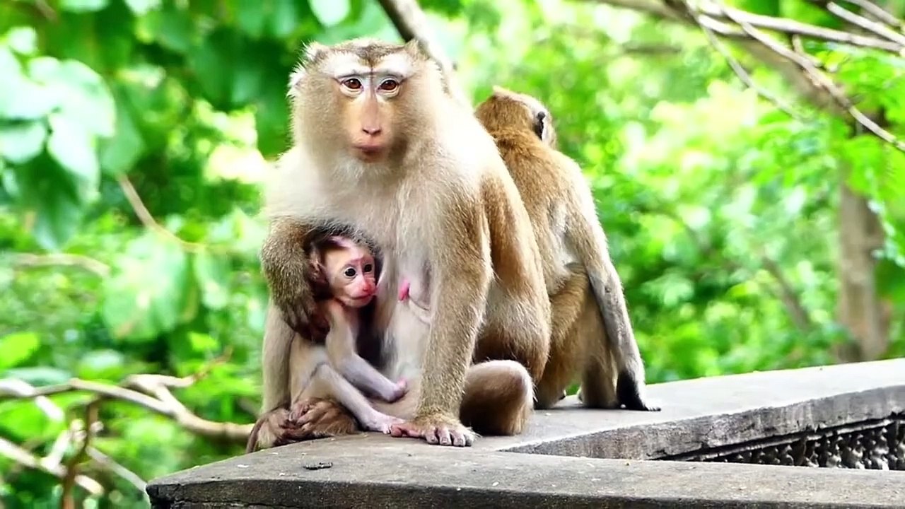 OMG!, mother Molia To see Monaco baby is warned out of her body, Monaco holds mother strictly (720p_30fps_H264-192kbit_AAC)
