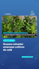 Gusano minador amenaza cultivos de café