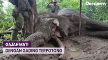 Miris! Gajah TN Tesso Nilo Ditemukan Mati dengan Gading Terpotong
