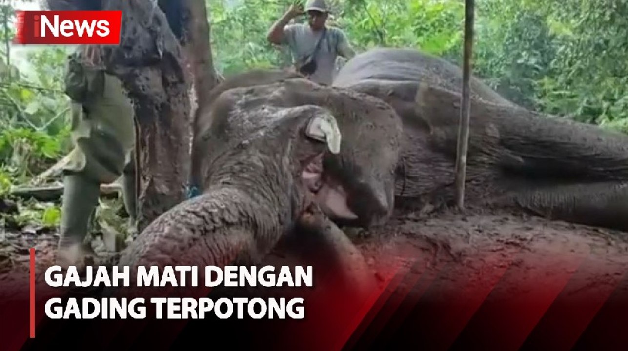 Miris! Gajah TN Tesso Nilo Mati Diracun, Gading Sebelah Kiri Terpotong