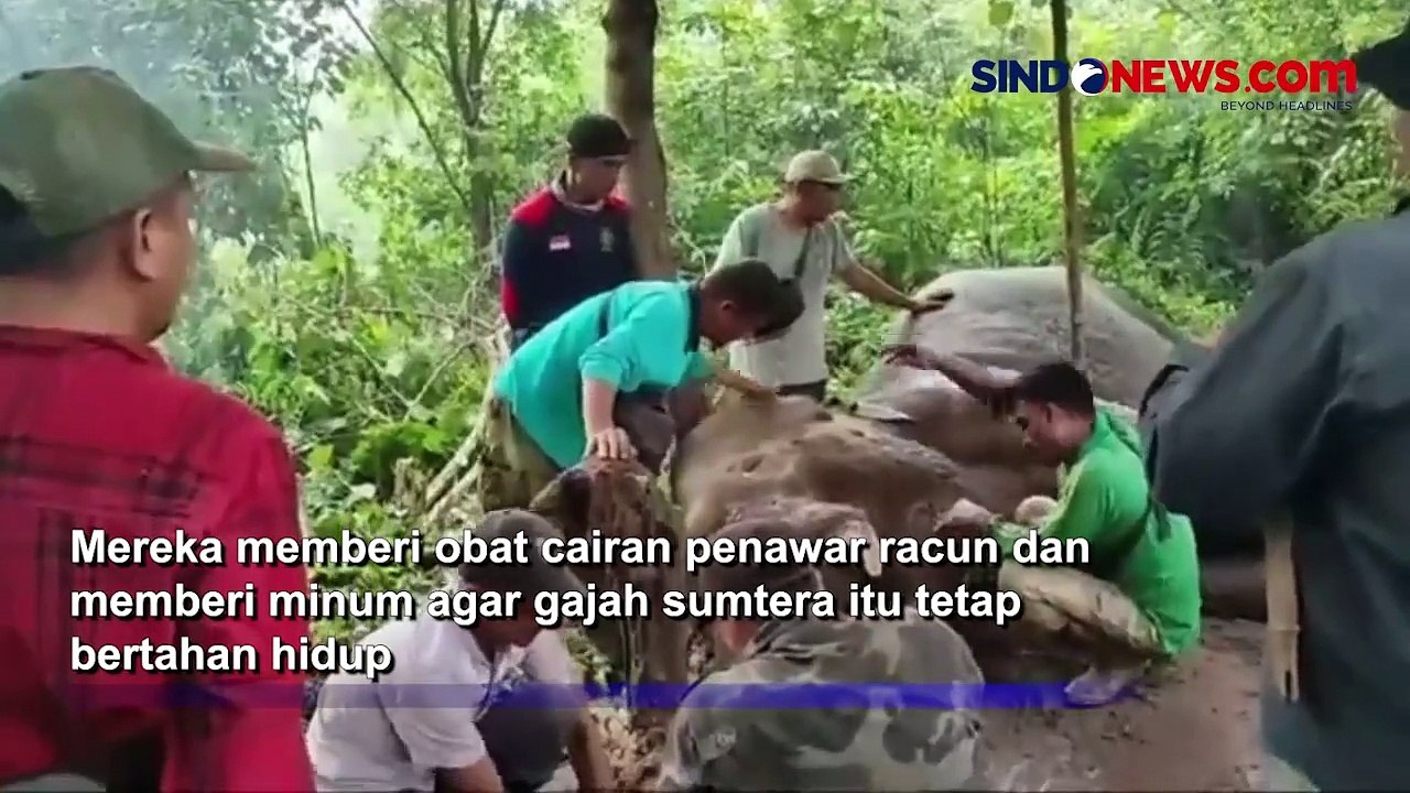 Gajah TN Tesso Nilo Mati Diracun, Gading Sebelah Kiri Terpotong