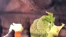 facebook_video_1705108754249